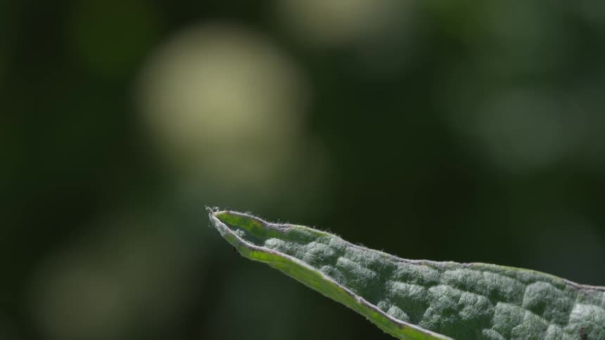 Dragonfly lands briefly on green leaf then flies away