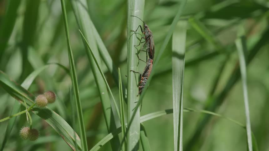 Insects cling to the side of a blade of grass