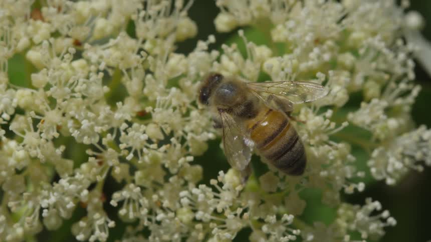 Bumble bee on a flower