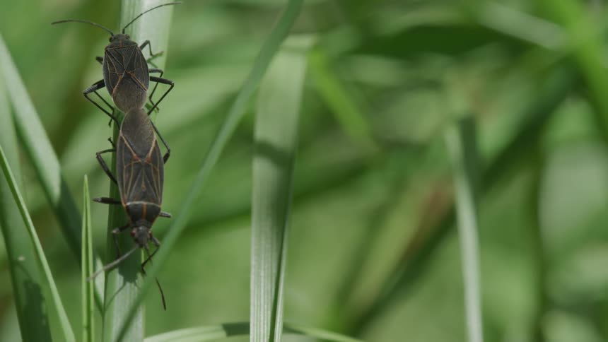 Two boxelder bugs on a blade of grass