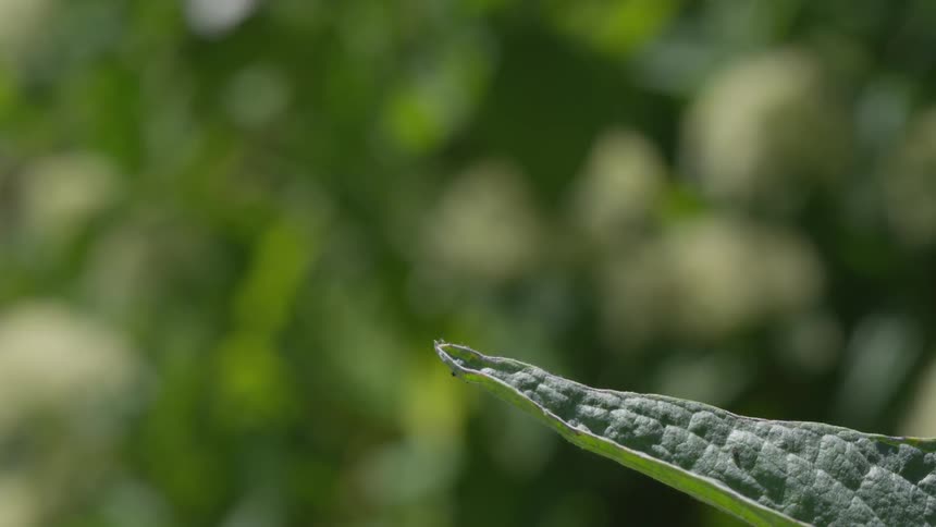 Dragonfly lands on leave then takes off again