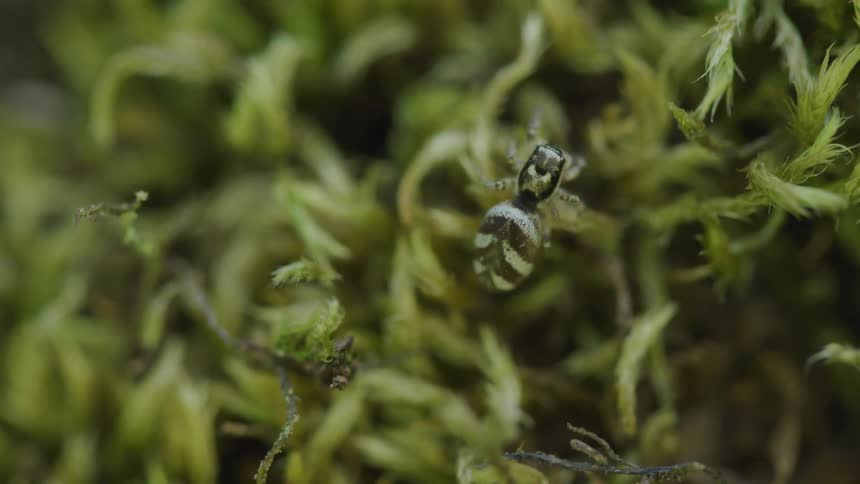 An insect crawls on a plant