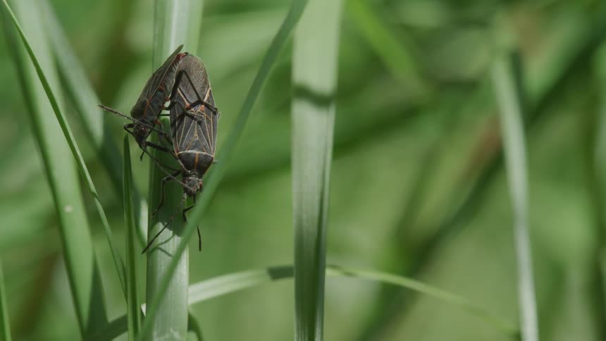 Two bugs crawl on each other on blades of grass