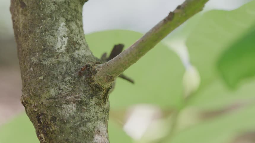 A red ant walks on a branch and onto a tree trunk