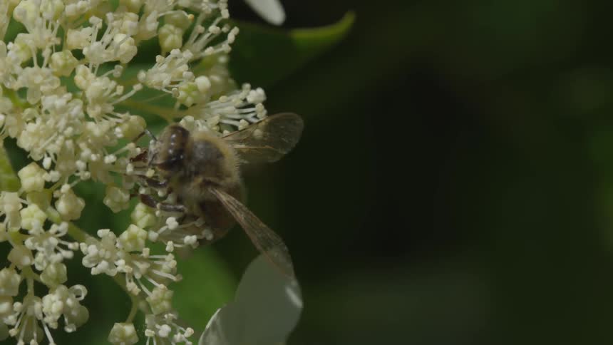 A bee collecting nectar and pollen from a white flower