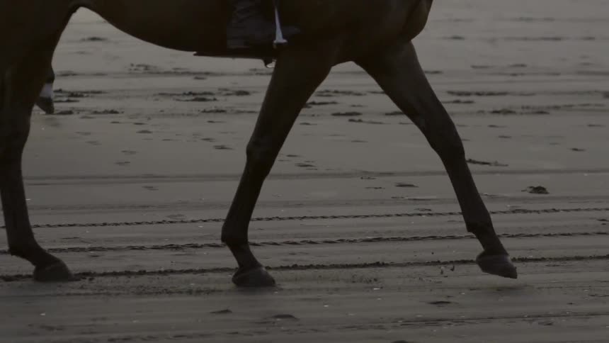 Slow Motion of Horse Running Along Sandy Beach Shoreline Under Soft Natural Light.