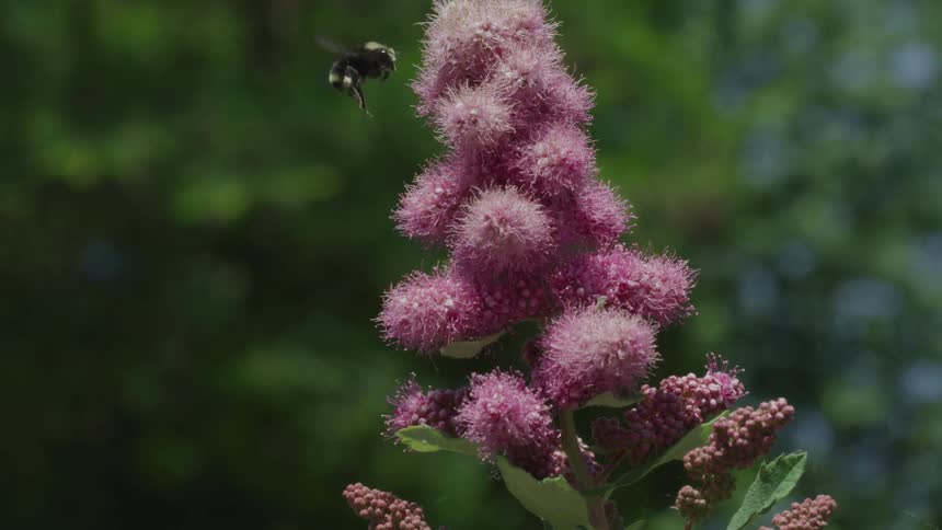 A bumblebee flying next to a purple flower