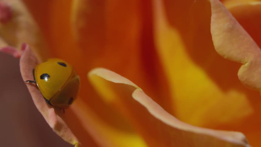 A ladybug on the petal of a flower