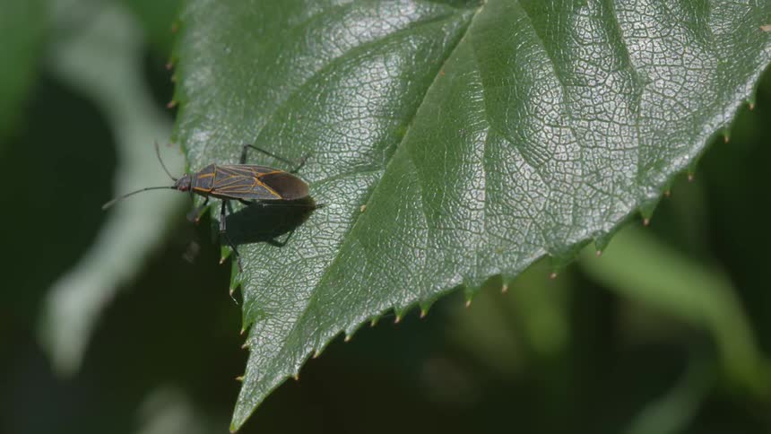 A dark insect with antenna wings and orange stripes crawls along the edge of a green leaf