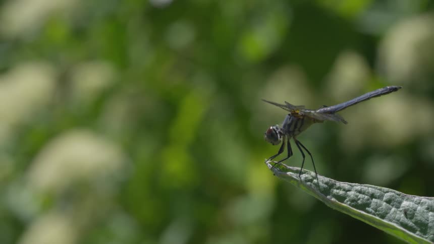 Dragonfly on a leaf