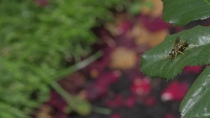 A wasp sits on a green leaf