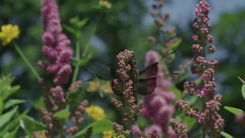Dragonfly with partially see through wings sits on flower stalk