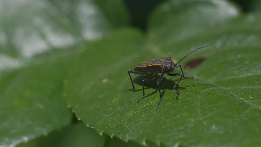 An insect walks on a leaf