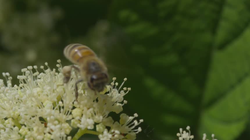 A bumblebee removes pollen from a flower and flies away