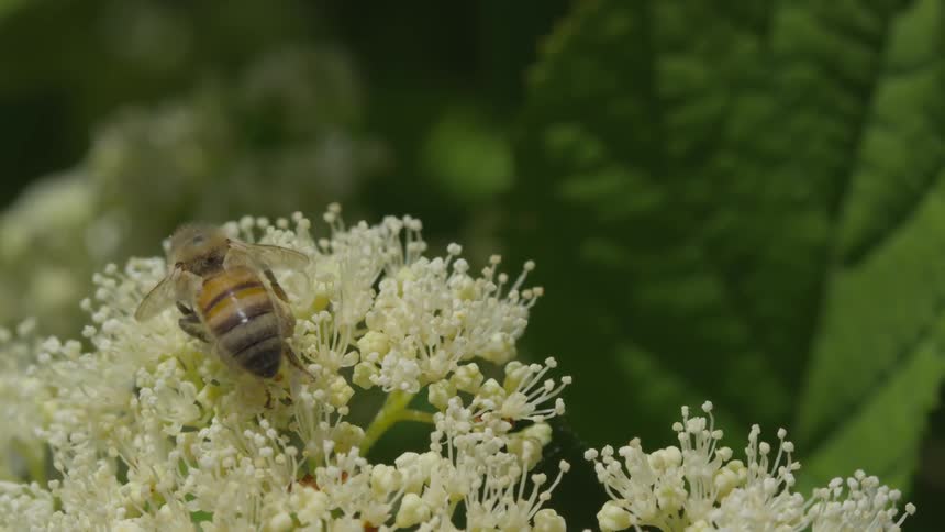 A bee walks over a flower as it collects pollen and nectar on a sunny day