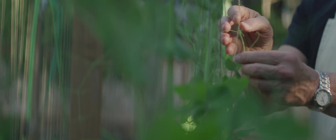 Man wearing a wrist watch arranging a growing vine on a string