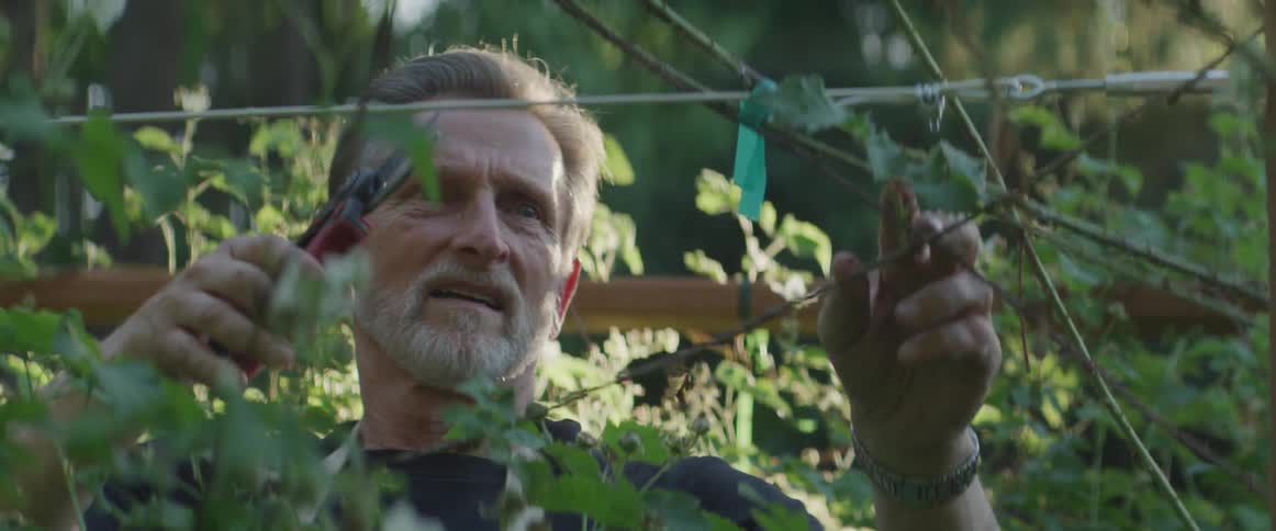 A man uses gardening shears to prune plants on a trellis