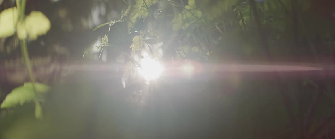 Sunlight shines and glares through the trees and leaves