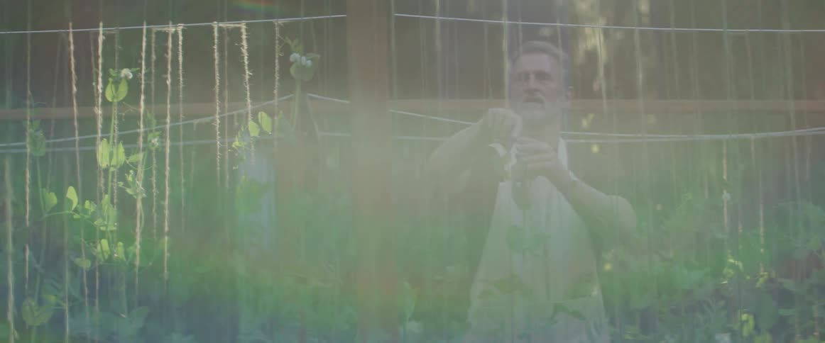 An elderly man ties plants to support them