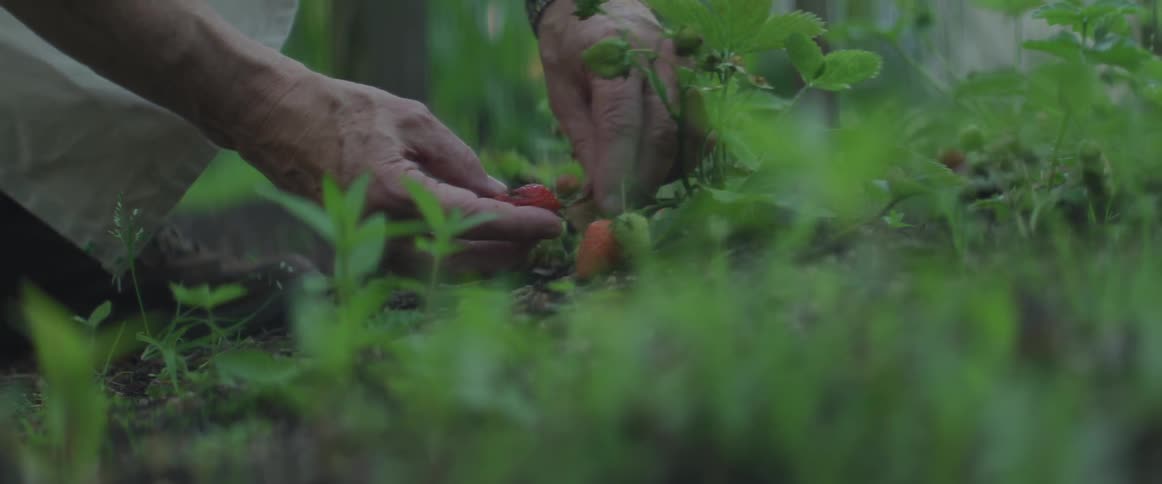 Male picking berries from the vine
