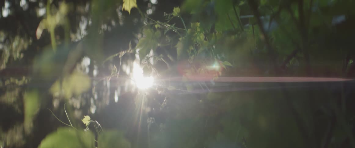 Light shines through a forest canopy
