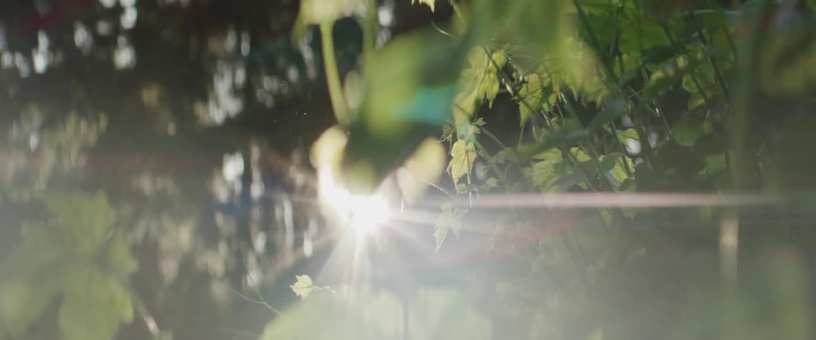 A close up shot of tree leaves with the sun peaking through
