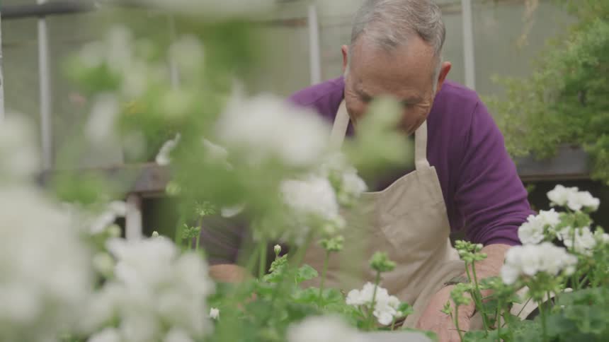 A man wearing an apron is looking at flowers in a greenhouse