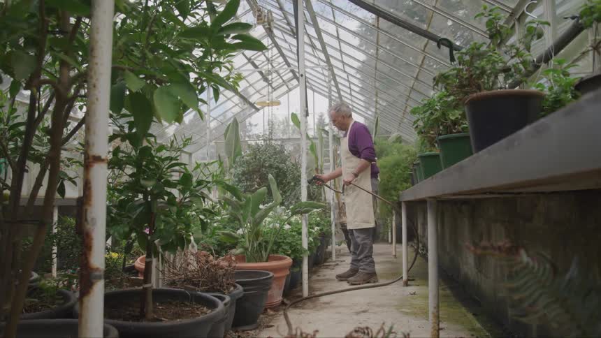 A man waters plants with a hose in a green house