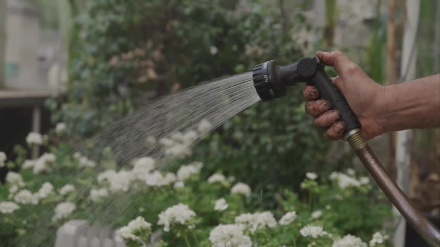 A person waters flowers in a greenhouse