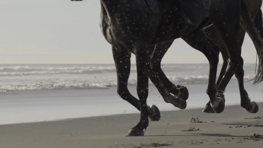 Horses are running along the shore on a cloudy day