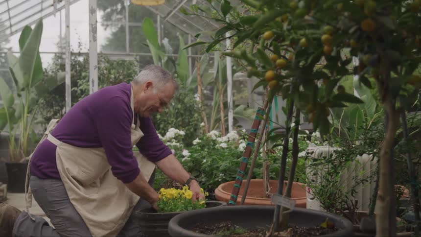Man gardening in a green house