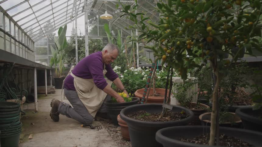 Man kneeling and tending to potted plant in a green house
