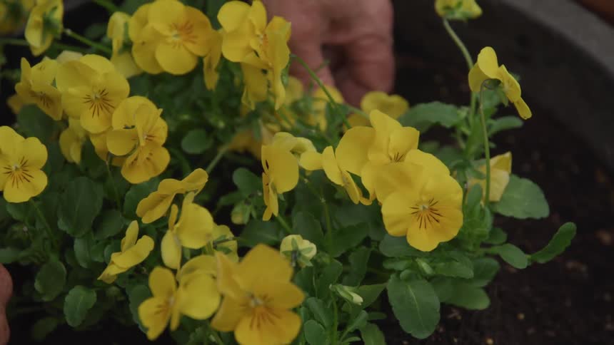 A persons hands as they pat down the soil around a flowering plant in a large pot