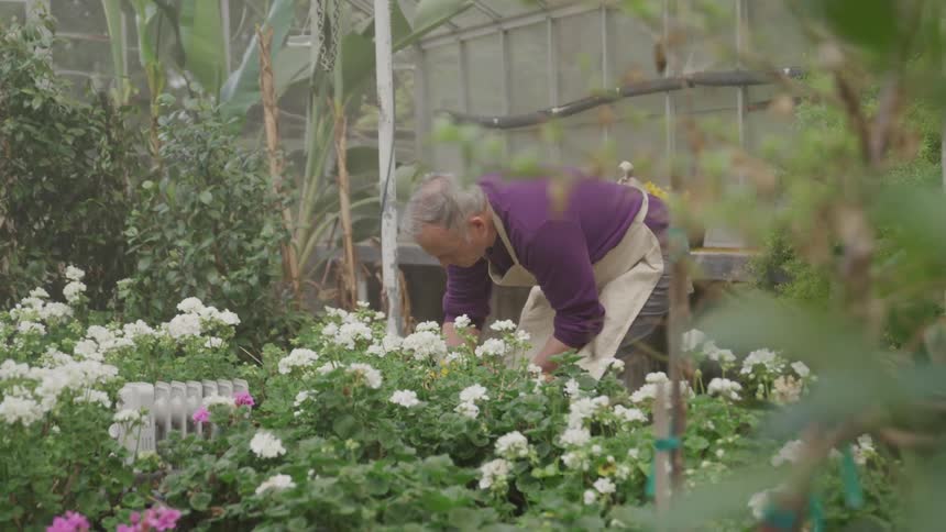 An elderly man putting pot plant at the glasshouse