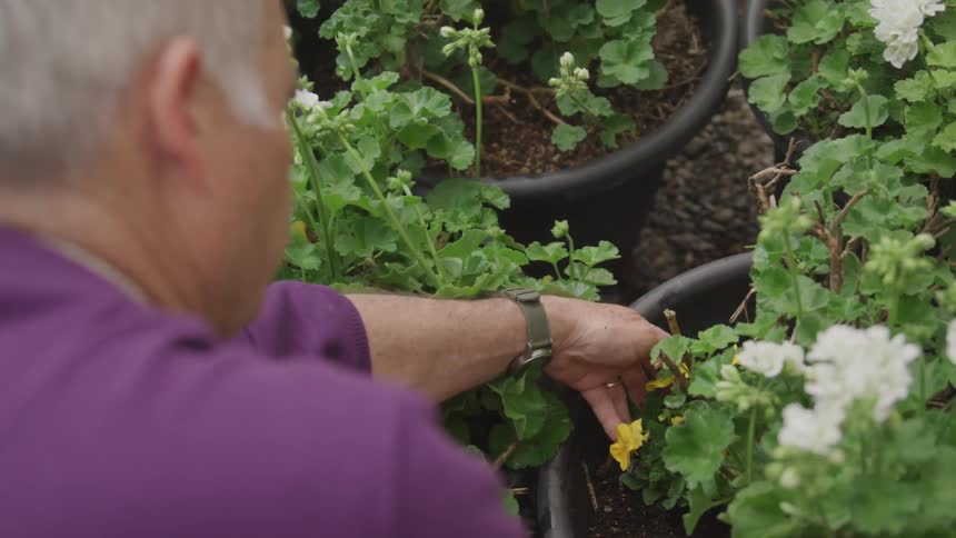 A man works on potted plants