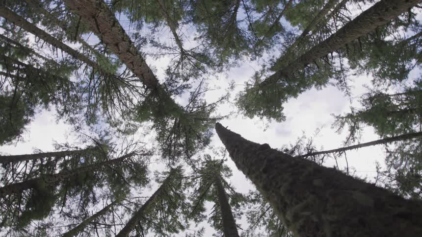 Worms eye view of trees