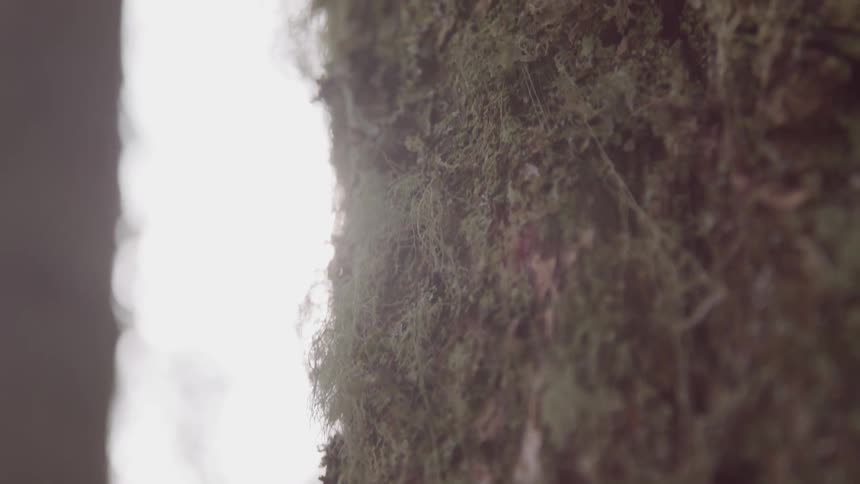 Close up of a moss covered hill
