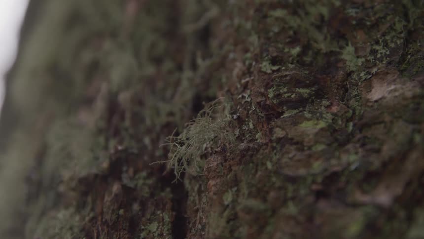 Camera is zoomed on a moss on a rock