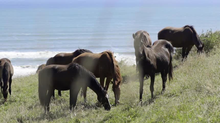 Herd of Horses Grazing Together in Open Field Under Bright Daylight and Green Pastures.
