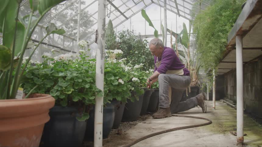 A man wearing an apron in a greenhouse in down on one knee tending to a pot filled with white flowers