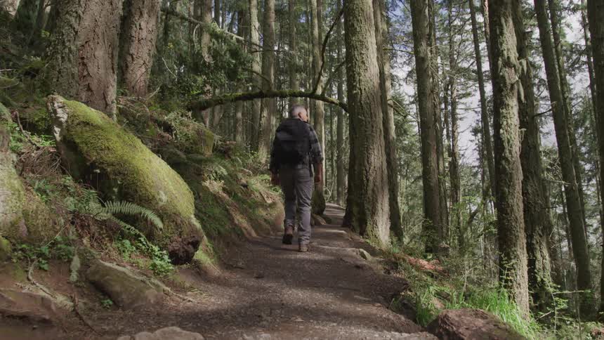Man wearing backpack walks on the forest path in the forest during daylight
