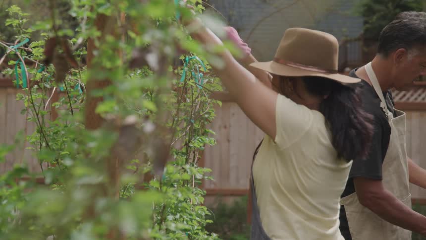 A man and a woman wearing aprons prune plants in a backyard garden