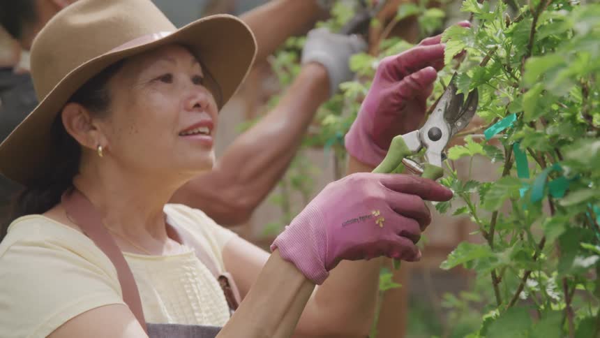 A man and woman prune trees