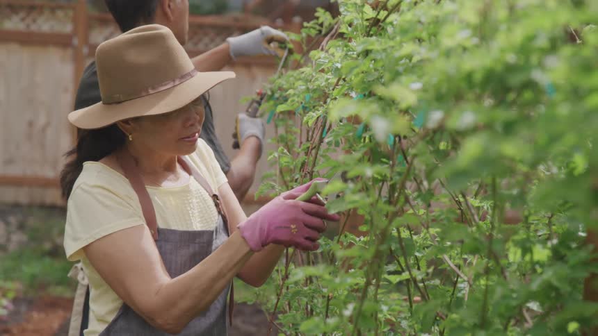 An asian woman prunes a tree