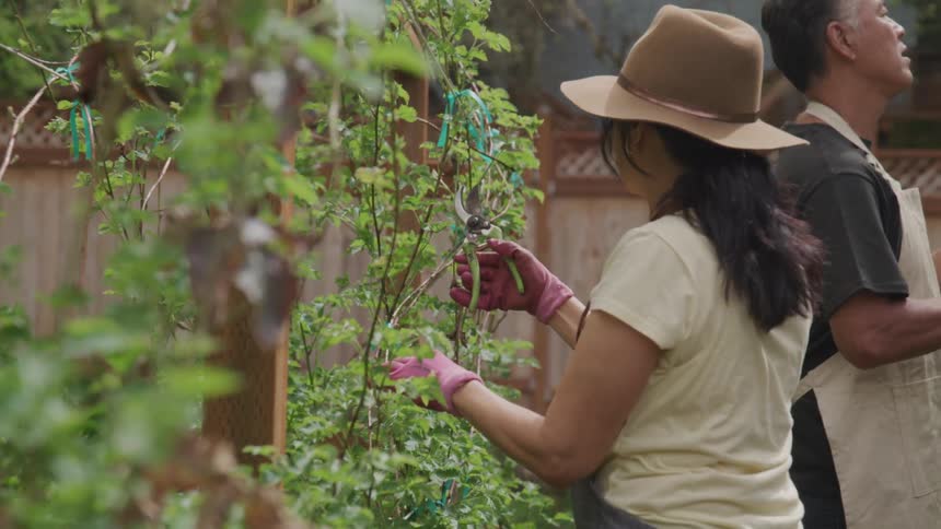 Man and woman prune plants in a garden