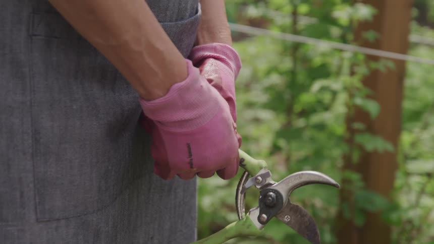A female wearing pink gloves and an apron is holding a pair of green handled pruning shears in a garden