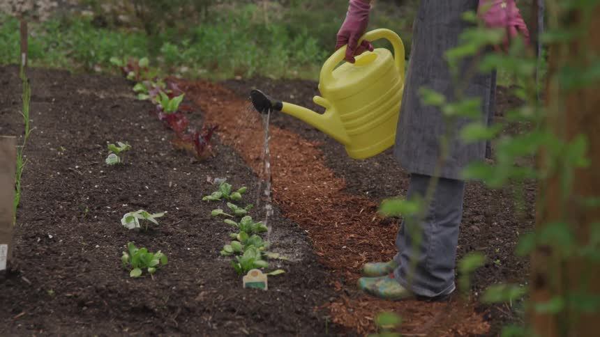 A woman is watering a row of plants with a yellow watering can in a garden