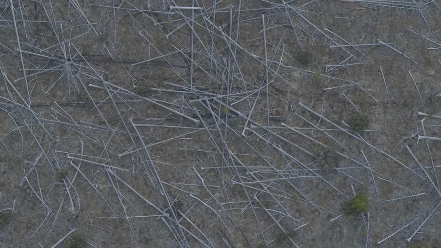 Trees that have been stripped in a field