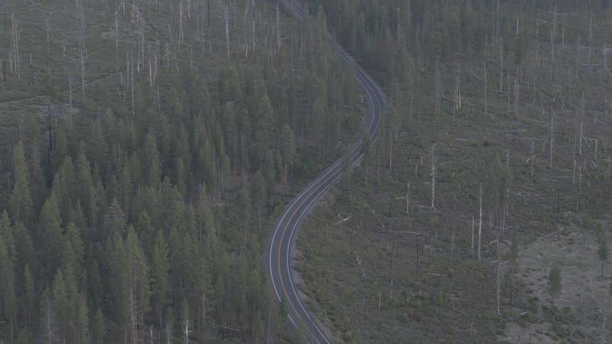 A winding road in the middle of a forest