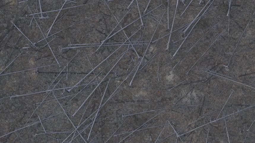 A bunch of branches lying on the ground